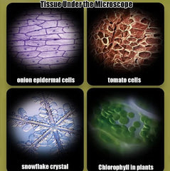 Portable Multifunctional Microscope